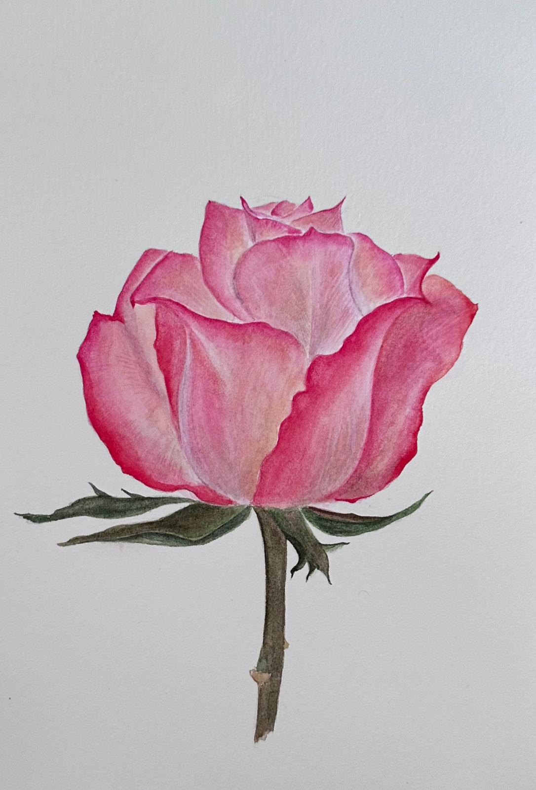 Watercolor Rose - Beautiful Painting - 7" x 5" Size (Original)